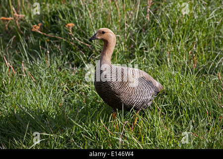 Upland Magellan Goose Family Torres Del Paine National Par…