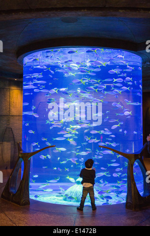 United Arab Emirates, Dubai, Aquarium in Atlantis Hotel on Palm Jumeirah Stock Photo