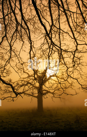 Dead Oak tree in Morning mist at Felbrigg Park Norfolk Stock Photo