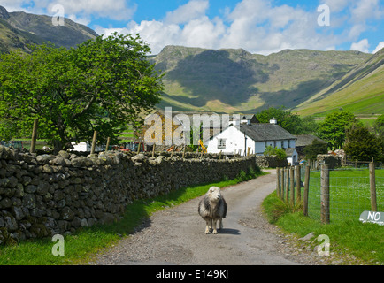 Herdwick sheep on track leading to Wall End Farm, Langdale valley, Lake District National Park, Cumbria, England UK Stock Photo