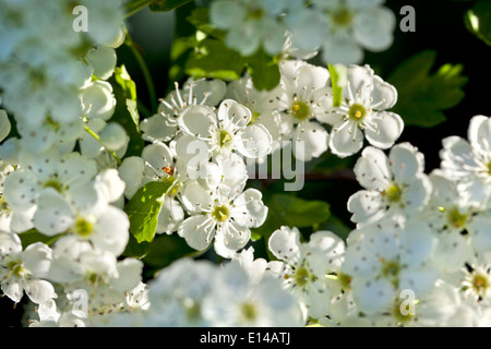 hawthorn blossom Stock Photo