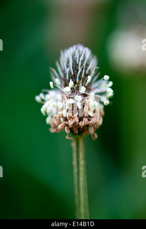 Seed head of ribwort plantain (Plantago lanceolata Stock Photo - Alamy