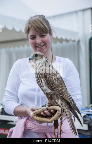 United Arab Emirates,  Abu Dhabi, Tourist, woman, with falcon Stock Photo