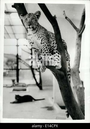 Apr. 17, 2012 - The World's Only ''Leopons'' - Are Crowing Up Rare Offspring At Japanese Zoo: The 190 day old ''Leopon'' cubs born at the Hanshin Zoo, banner Kobe, half lion, The father is a leopard and the mother a lioness - they are a male and a female. While the female is able to climb the tree in their cage - the male is unable to do so - he is neither more clumsy. The coat of the male is getting darker while that of the female becomes lighter. Photo shows The female ''Leopon'' is able to claim the tree in the cage - but the male cannot. Stock Photo