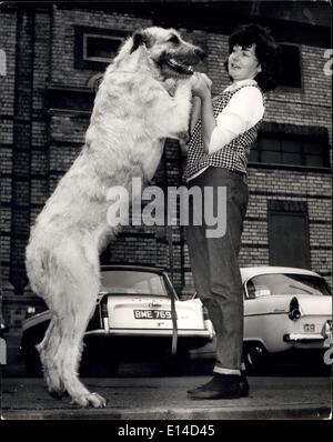 Apr. 17, 2012 - Hound's Championship show: The Hounds Association First Championship Show was held today at the Alexandra Palace. Photo shows Miss Sue Sherwin of Wallingford, Berks, with Raffy? an Irish wolfhound who prove he is as tall at the show today. Stock Photo