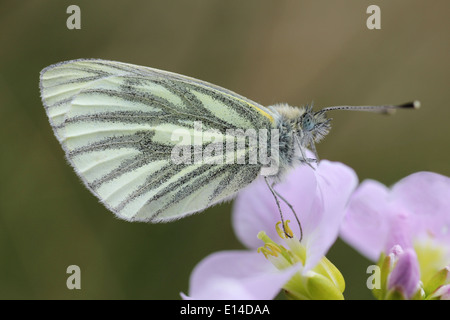 Green-veined White Pieris napi Feeding On Lady's Smock Cardamine pratensis Stock Photo