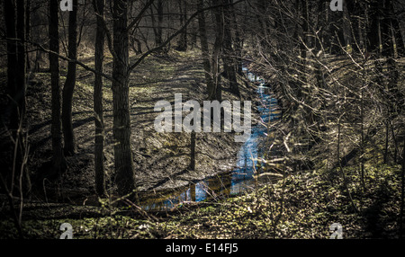 Little creek in a dark forest Stock Photo