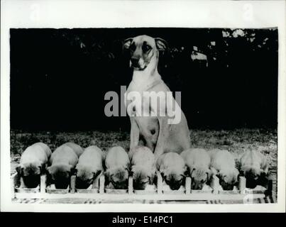 Apr. 18, 2012 - King sized Problem - For the Great Dane. Nine hungry Great Dane puppies created a king- size feeding problem until their owner Mr. C.M. Dudley, of Vermon, Adelaide, built this special feeding tray. Their proud mother supervises the meal. Stock Photo