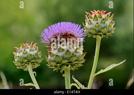 Globe Artichoke (Cynara scolymus, Cynara cardunculus), inflorescence, Germany Stock Photo