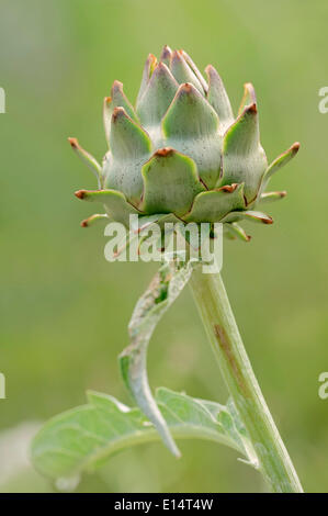 Globe Artichoke (Cynara scolymus, Cynara cardunculus), inflorescence, Germany Stock Photo