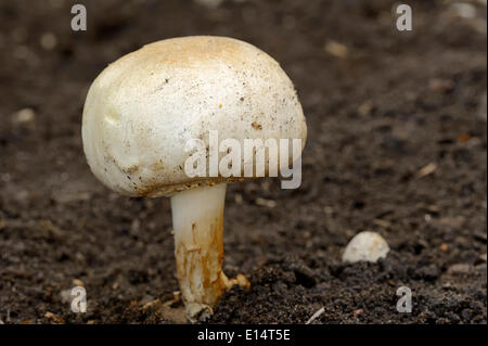 Horse Mushroom (Agaricus arvensis), North Rhine-Westphalia, Germany Stock Photo