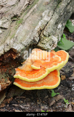 Sulphur Polypore, or Sulphur Shelf (Laetiporus sulphureus), Gelderland, The Netherlands Stock Photo