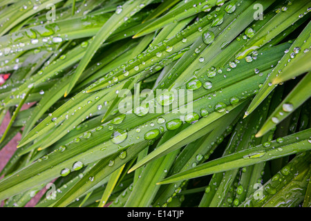 Sparkling beads of water on the leaves of a plant after a shower Stock Photo