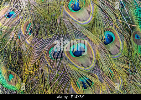 Feathers of a Peacock (Pavo) Stock Photo