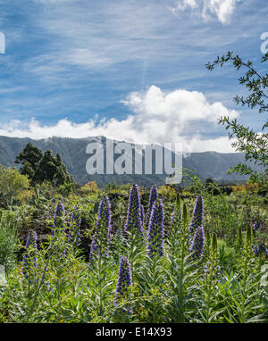 Webb's Bugloss (Echium webbii), endemic to La Palma, La Palma, Canary Islands, Spain, Europe Stock Photo