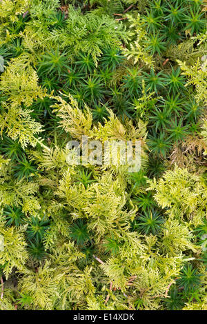 Haircap Moss or Hair Cap Moss (Polytrichum formosum) and Tamarisk Thuidium Moss (Thuidium tamariscinum) Stock Photo