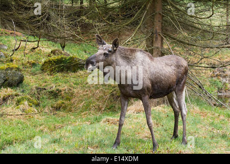 Moose or Eurasian Elk (Alces alces), bull, antlers starting to form in spring, captive, animal enclosure Stock Photo