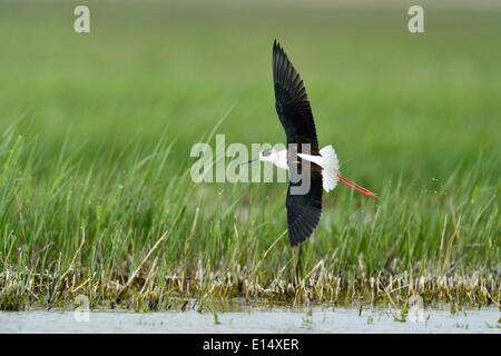 Black-winged Stilt (Himantopus himantopus), taking off, Burgenland, Austria Stock Photo