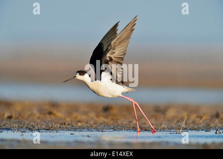 Black-winged Stilt (Himantopus himantopus), taking off, Burgenland, Austria Stock Photo