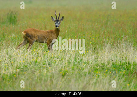 Roe Deer (Capreolus capreolus), Biebrza National Park, Poland Stock Photo