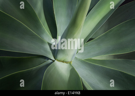 Agave succulent plant Stock Photo