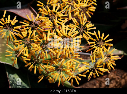 Aloe reynoldsii, Asphodelaceae, South Africa. Stock Photo