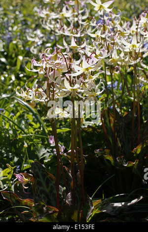 Cream Fawn Lily, Erythronium citrinum, Liliaceae. North California and South Oregon, USA. Stock Photo