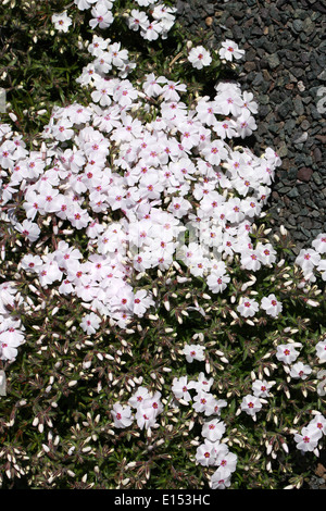 Creeping Phlox, Moss Phlox, Moss Pink, or Mountain Phlox, Phlox subulata 'Maischnee', Polemoniaceae. Eastern and central USA. Stock Photo