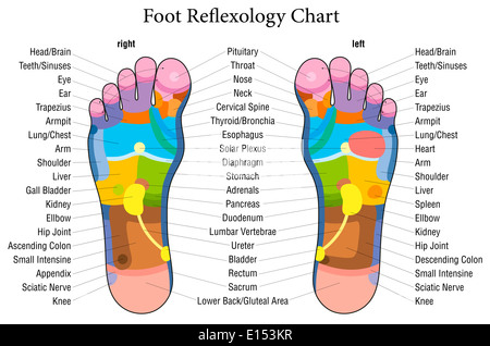 Foot reflexology chart with accurate description of the corresponding internal organs and body parts. Stock Photo