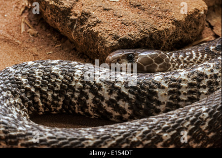 Indian cobra / Spectacled cobra / Asian cobra / Binocellate cobra (Naja naja) curled up, native to India Stock Photo