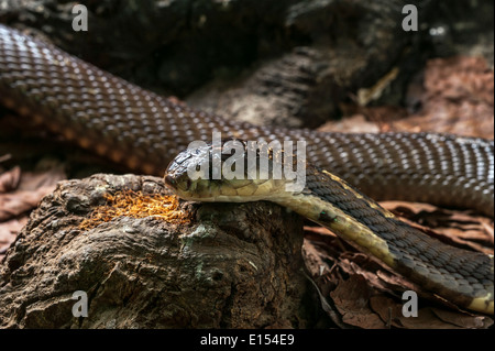 Monocled cobra (Naja kaouthia), native to central and southern Asia Stock Photo