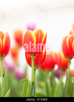 Tulips Fresh colorful tulips in warm sunlight. Stock Photo