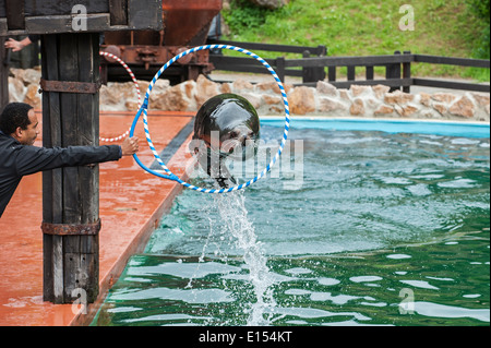 California sea lion jumping through hoop held by trainer during show in the Cabarceno Natural Park, Penagos, Cantabria, Spain Stock Photo