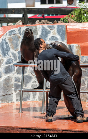 South American sea lion (Otaria flavescens) dancing with trainer during show, Cabarceno Natural Park, Penagos, Cantabria, Spain Stock Photo