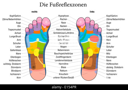 Foot reflexology chart with accurate description (german labeling!) of the corresponding internal organs and body parts. Stock Photo