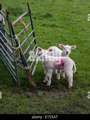 Lambs being watchful and wary Stock Photo