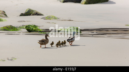 A family of Mallards at Murlough Bay County Antrim Northern Ireland Stock Photo