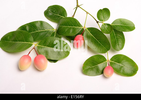 Fruits Carissa Carandas Stock Photo