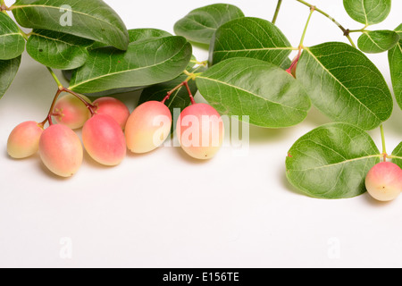 Fruits Carissa Carandas Stock Photo