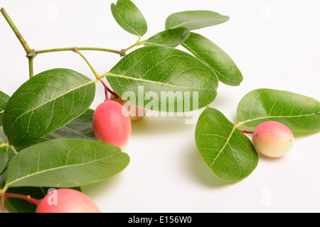 Fruits Carissa Carandas Stock Photo