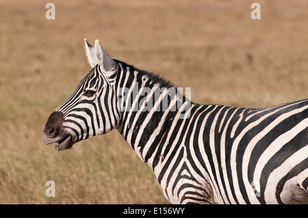 Common or Burchell’s Zebra in Amboseli National Park Kenya Stock Photo