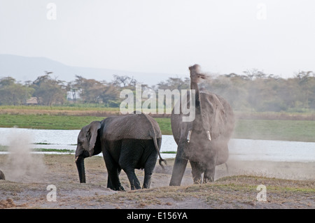 Elephants blowing dust over themselves in Amboseli National Park Kenya Stock Photo