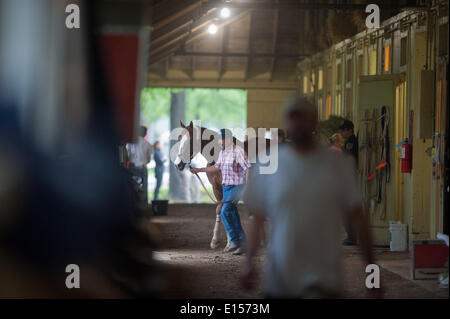 Elmont, New York, USA. 22nd May, 2014. Kentucky Derby and Preakness winner CALIFORNIA CHROME, walks through the barn at Belmont Park, Thursday, May 22, 2014. California Chrome is a hopeful to run in the 146th Belmont Stakes, June 7. Credit:  Bryan Smith/ZUMAPRESS.com/Alamy Live News Stock Photo
