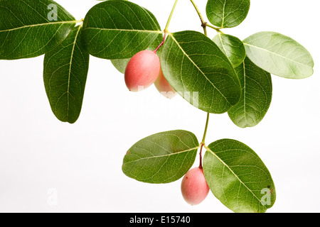 Fruits Carissa Carandas Stock Photo