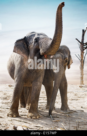 Indian elephants family stand outdoor Stock Photo