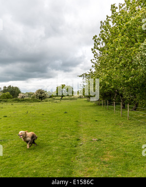Dog running fast through the grass Stock Photo