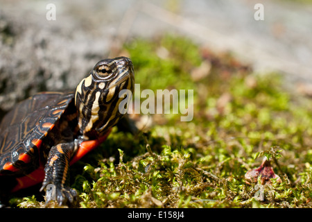 Baby Painted Turtle Stock Photo