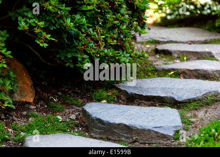 Path and stepping stone in grassy green lawn lined shrubs in garden, pathway Stock Photo