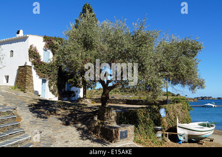 Old olive tree in a Mediterranean village on the sea coast, Cadaques, Costa Brava, Catalonia, Spain Stock Photo