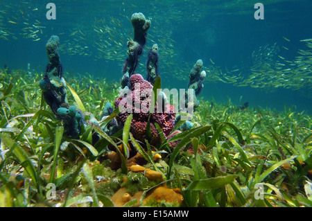 Underwater sponges on the ocean floor with seagrass and shoal of small fish in background Stock Photo